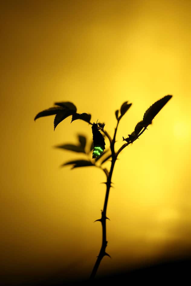 Lucioles