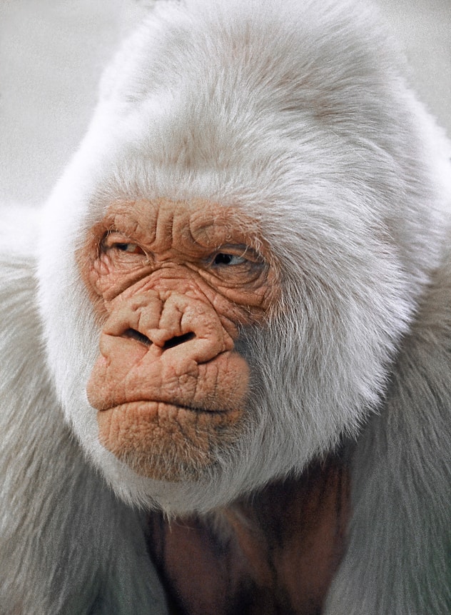 WHITE GORILLA gorilla gorilla IN BARCELONA ZOOHIS NAME : SNOWFLAKE OR COPITO DE NIEVE