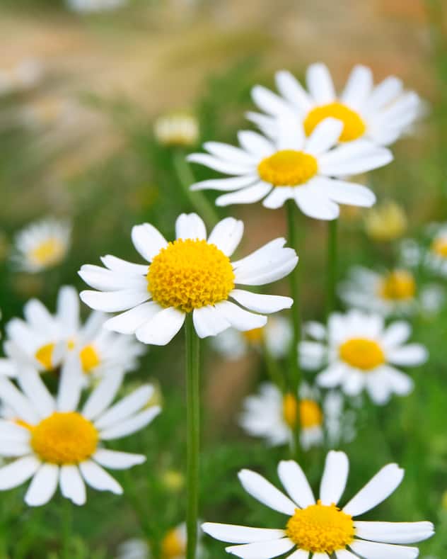 plantes