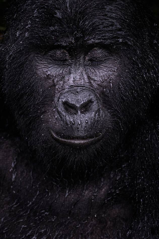 animaux