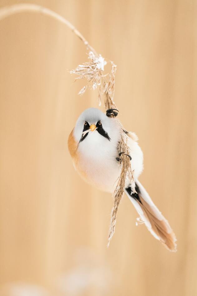 oiseaux