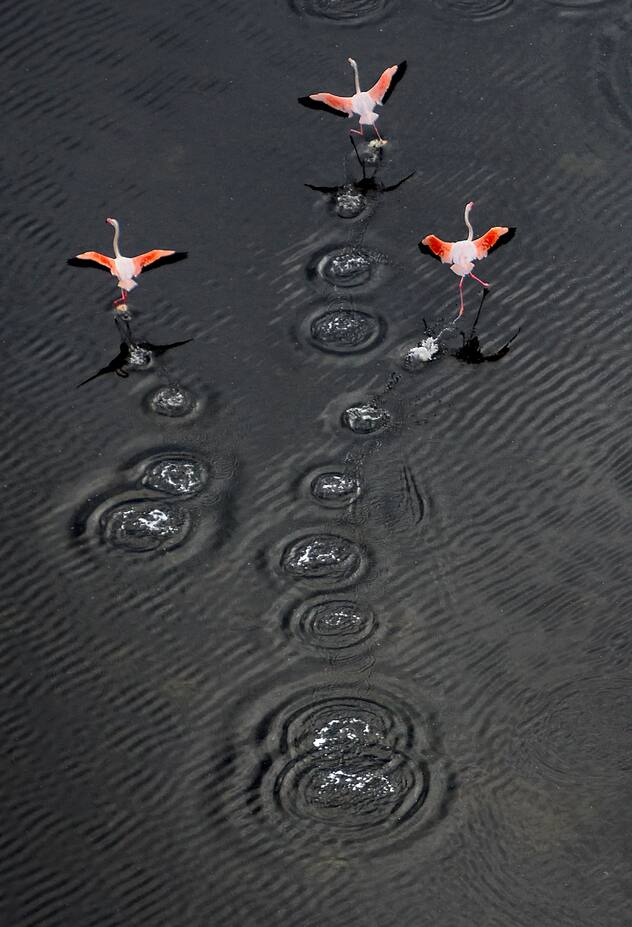 flamants