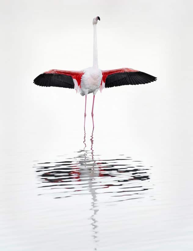 flamants