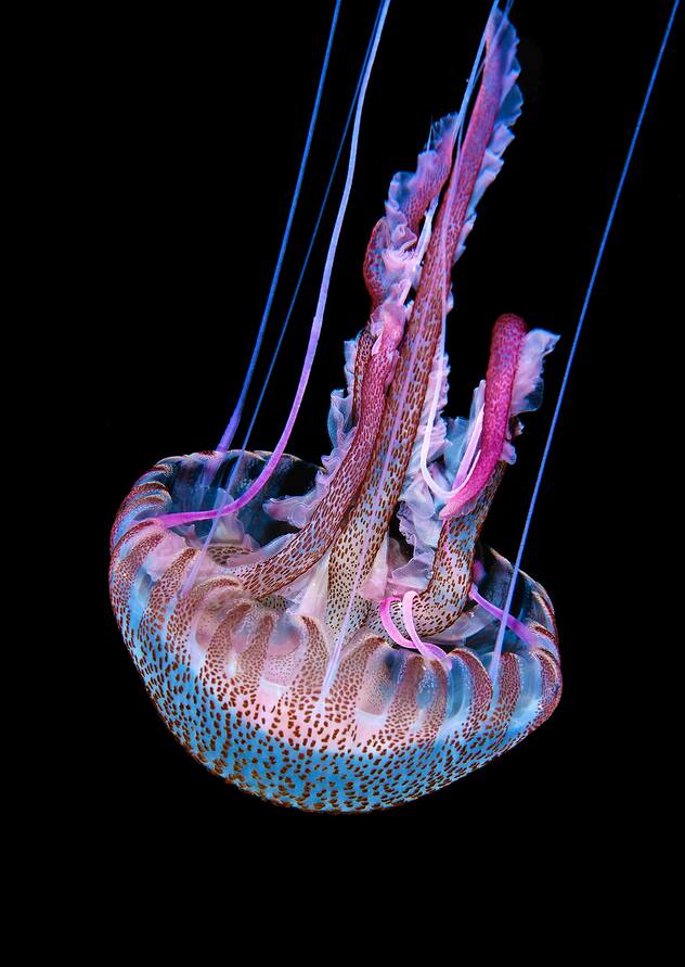 merveilles