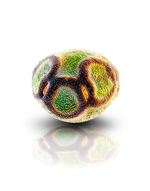 pollen