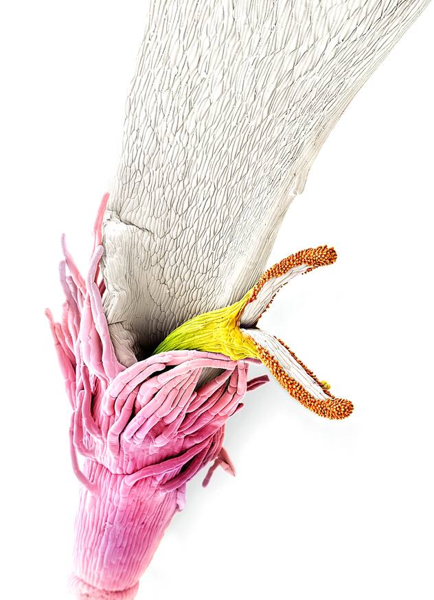 pollen