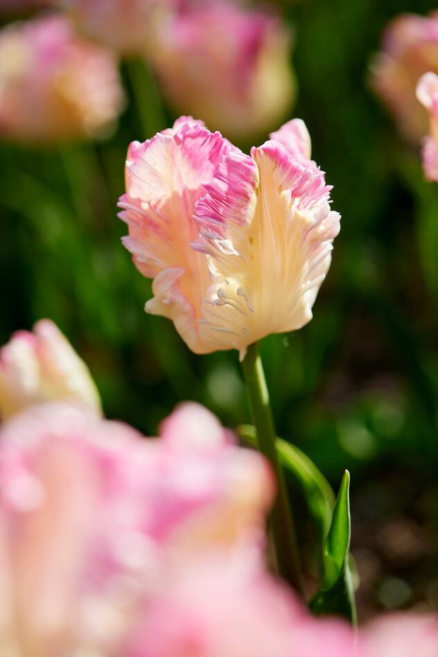 La Fête de la Tulipe à Morges