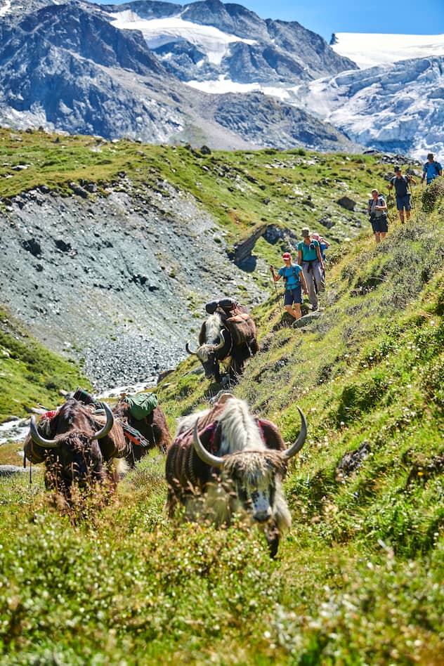 Pionnière de l'élevage de yaks en Europe, Rosula Blanc organise des treks dans le Val d'Hérens en Valais