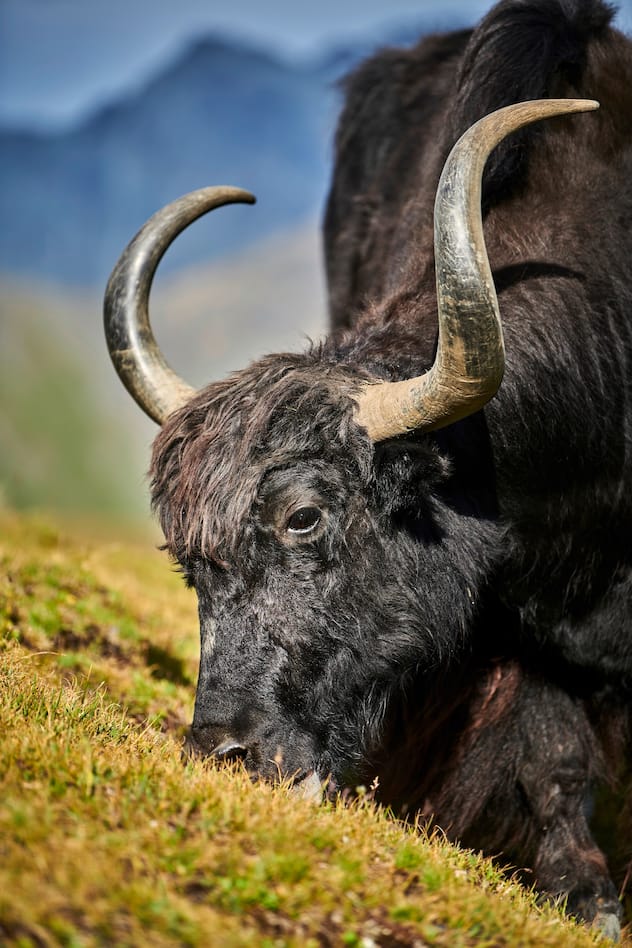 Pionnière de l'élevage de yaks en Europe, Rosula Blanc organise des treks dans le Val d'Hérens en Valais