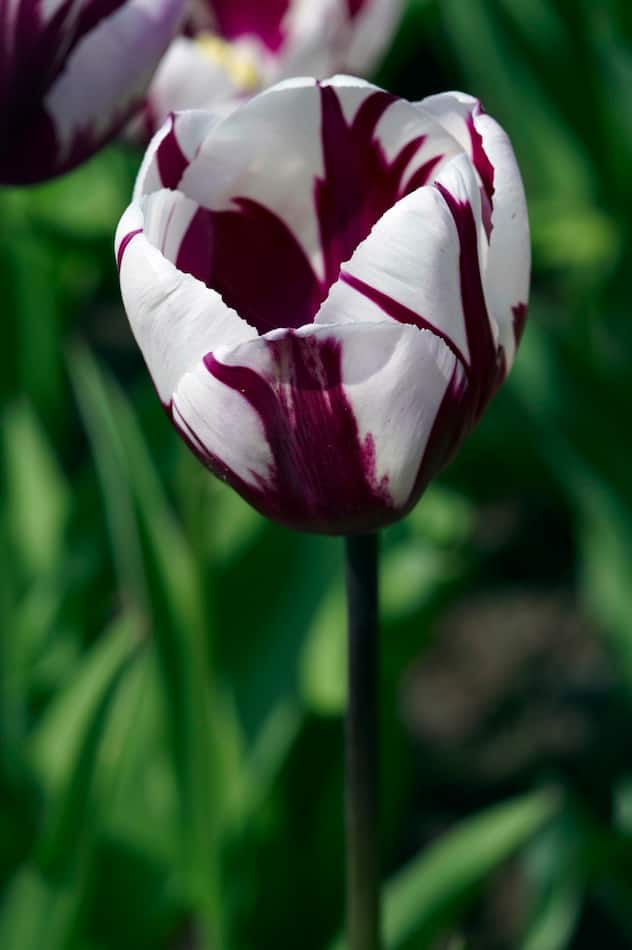 Tulipes