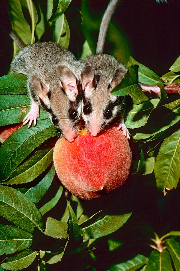 lérot