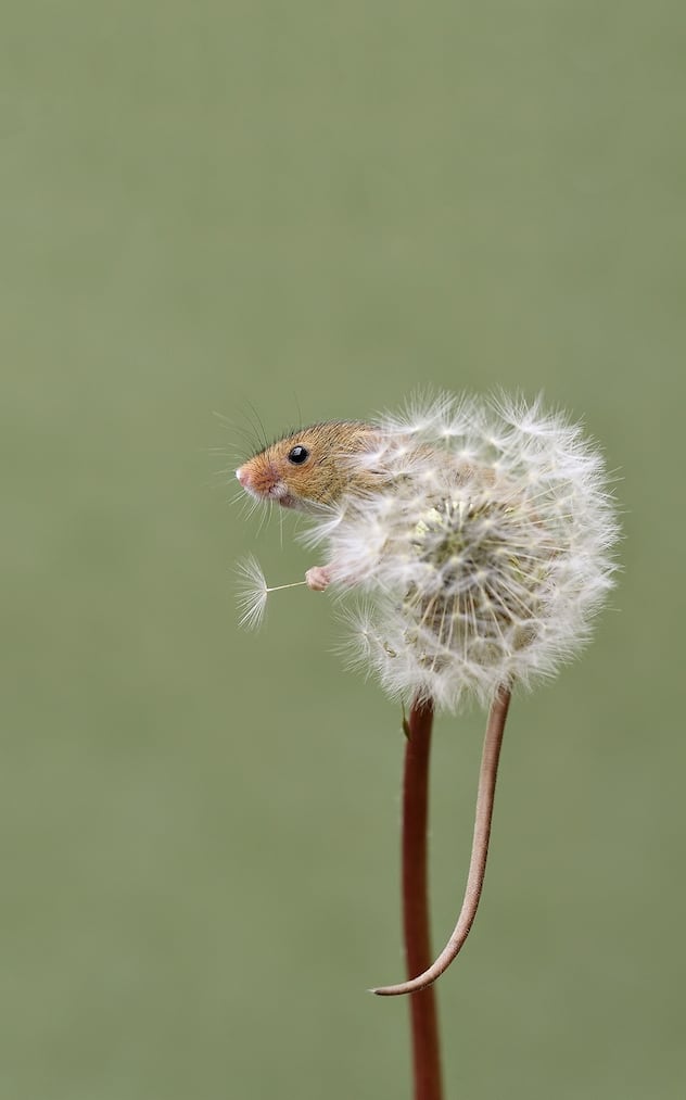 Une mini souris