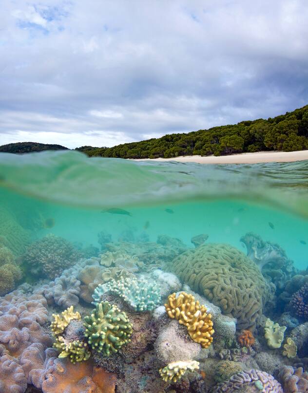 An underwater overwater photograph of Whitehaven beach and living coral reef. Coral reefs including brain coral and finger coral surround most islands in the Whitsundays.
