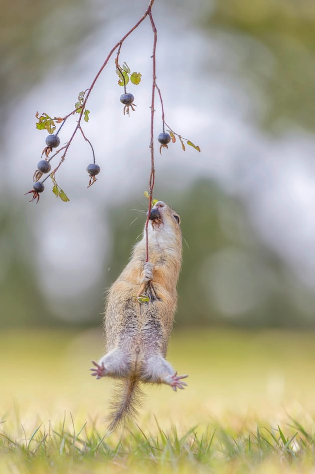 Comedy Wildlife Photography Awards