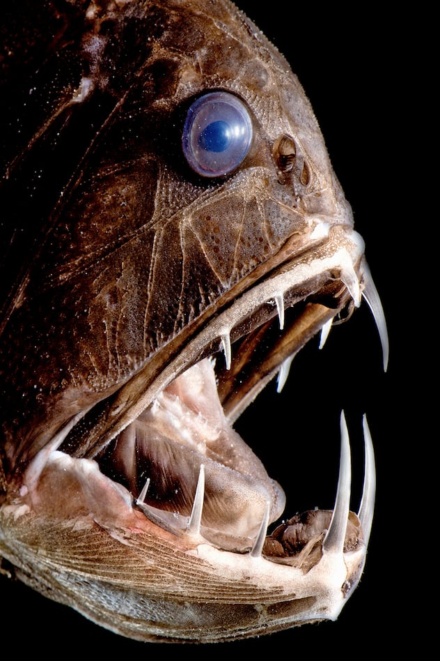 Monstres et merveilles des abysses