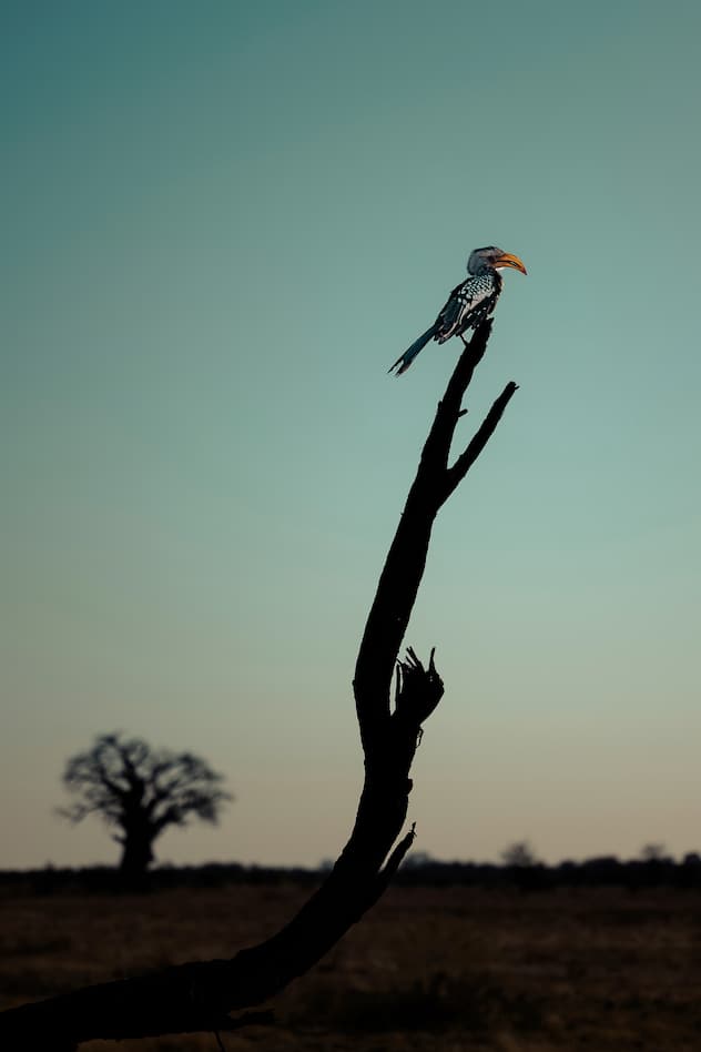 Safari