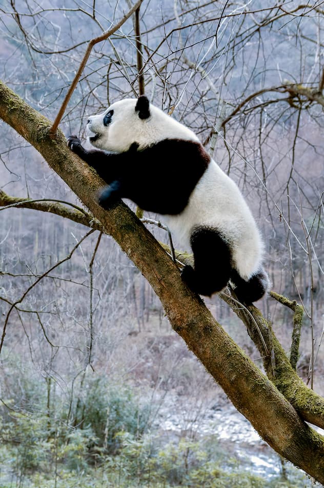 Pandas