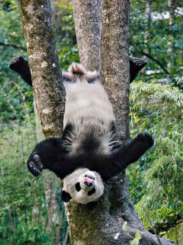 Panda géant jouant dans un arbre en Chine