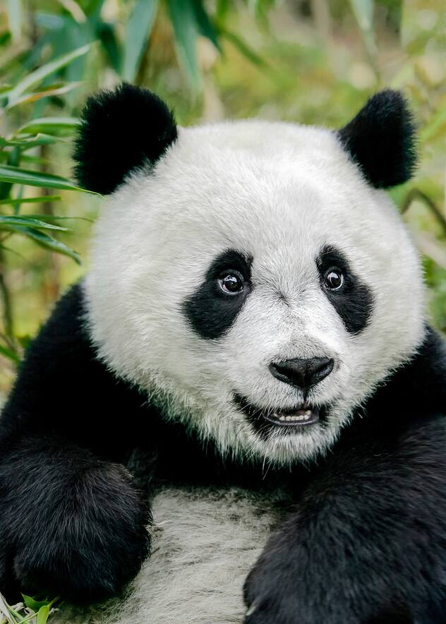 Portrait de panda géant âgé de 1 an