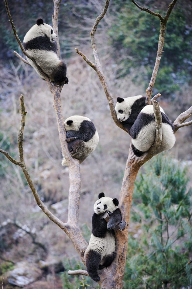 Cinq pandas géants subadultes (Ailuropoda melanoleuca) grimpant dans un arbre. Réserve naturelle de Wolong, Wenchuan, province du Sichuan, Chine.