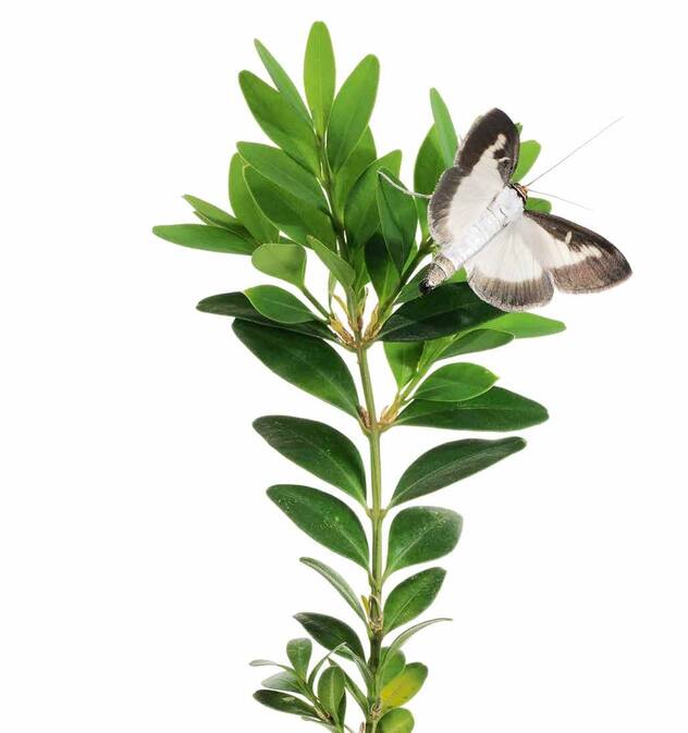 papillon prédateur du buis