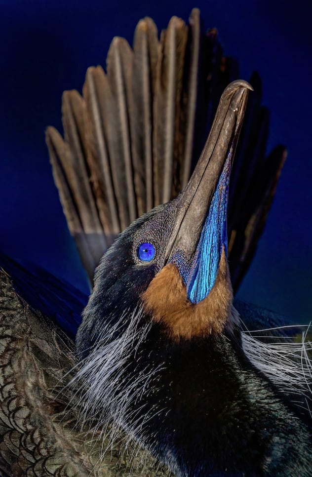 cormorans de Brandt