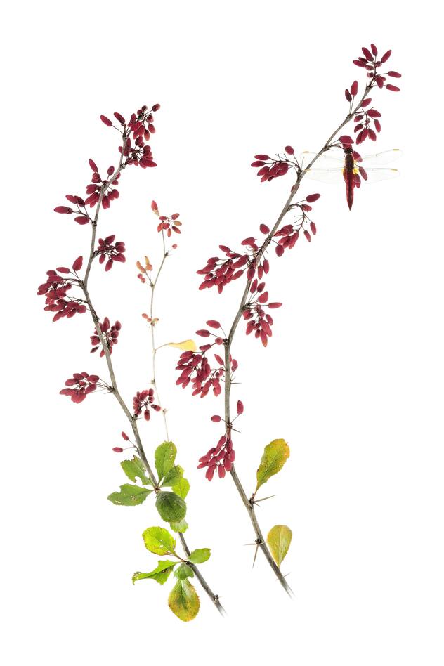plante
