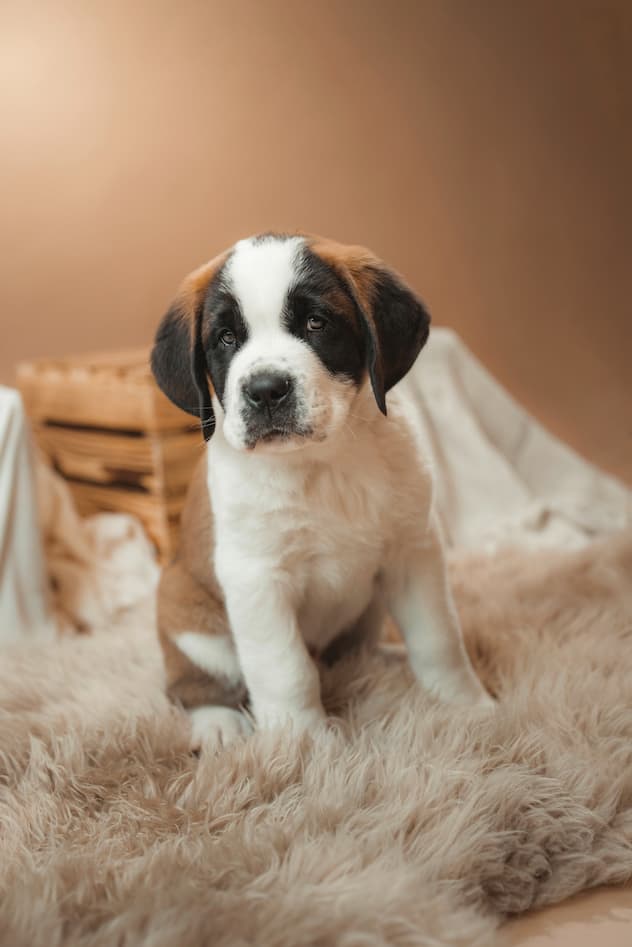 saint-bernard