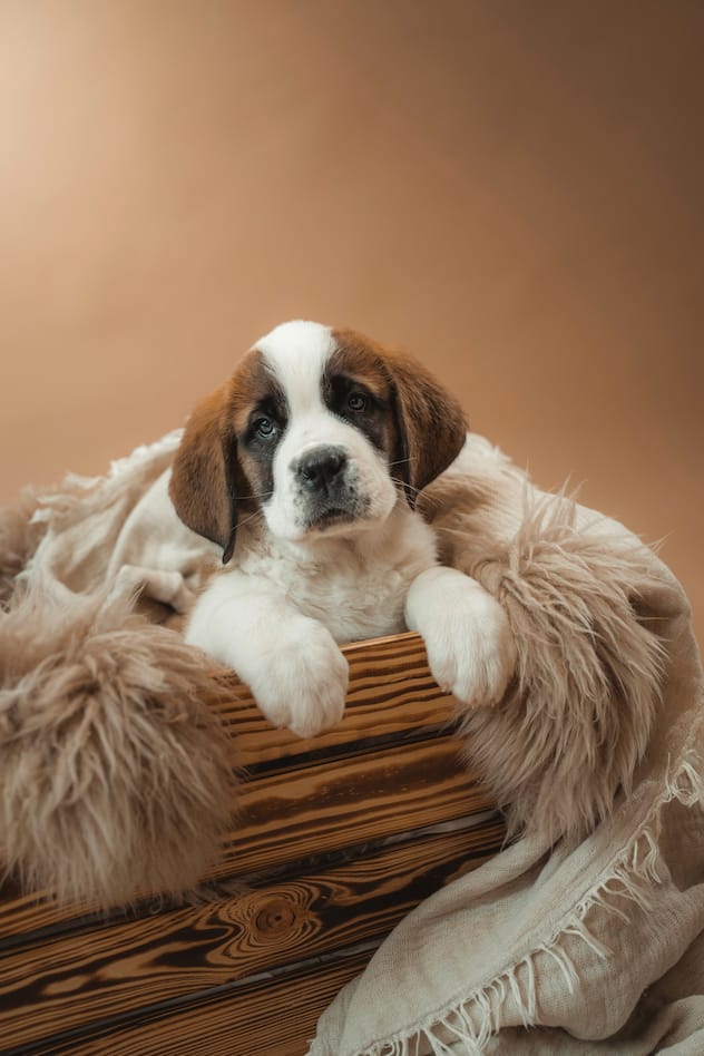saint-bernard