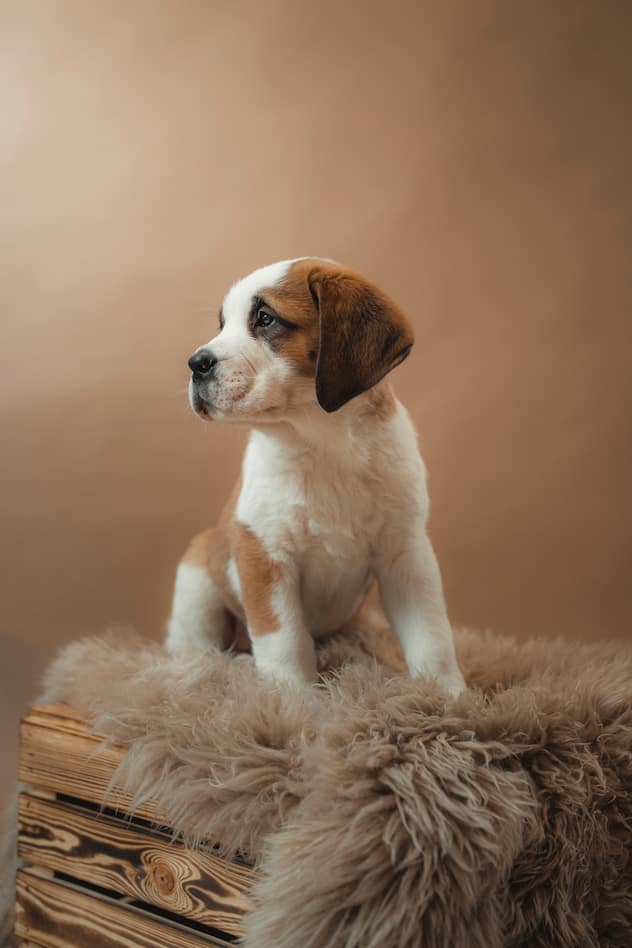 saint-bernard
