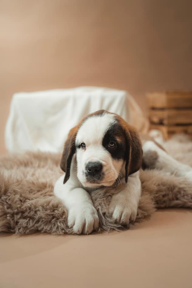 saint-bernard