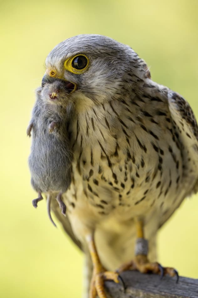Faucon crécerelle