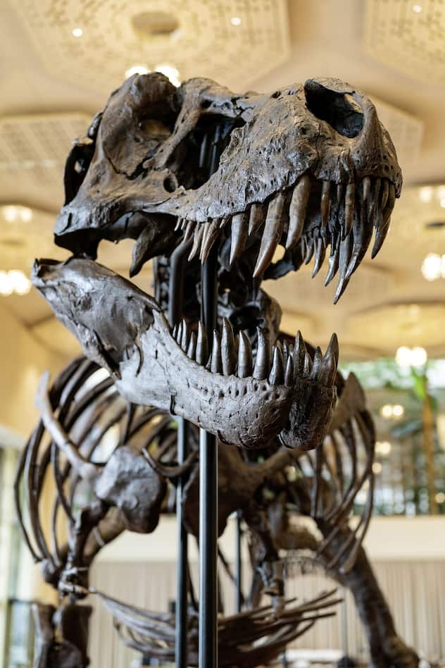 Squelette du T-Rex Trinity