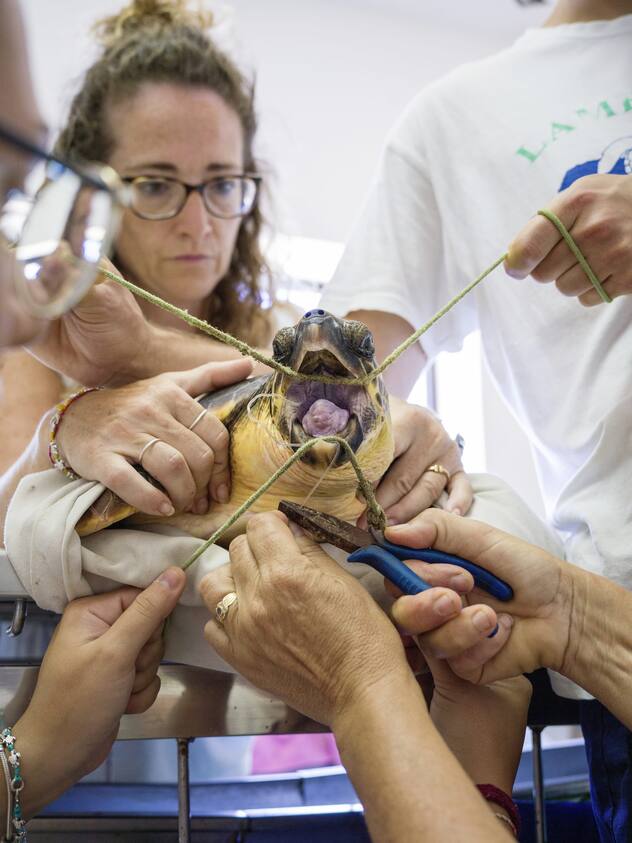 tortue blessée