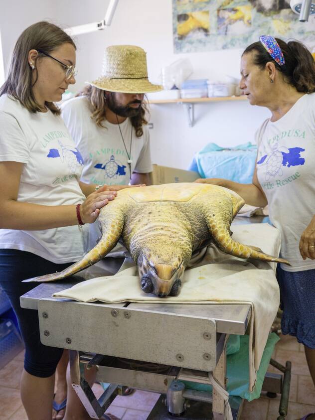 tortue de mer blessée