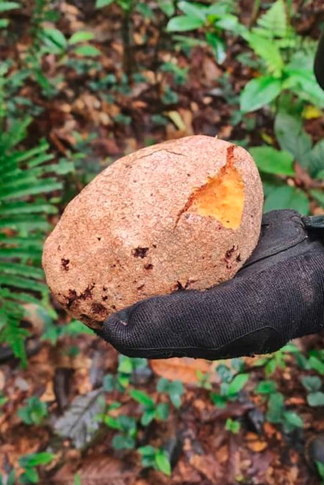 la farine de «yuca brava» qui a permis aux enfants miraculés du crash de survivre