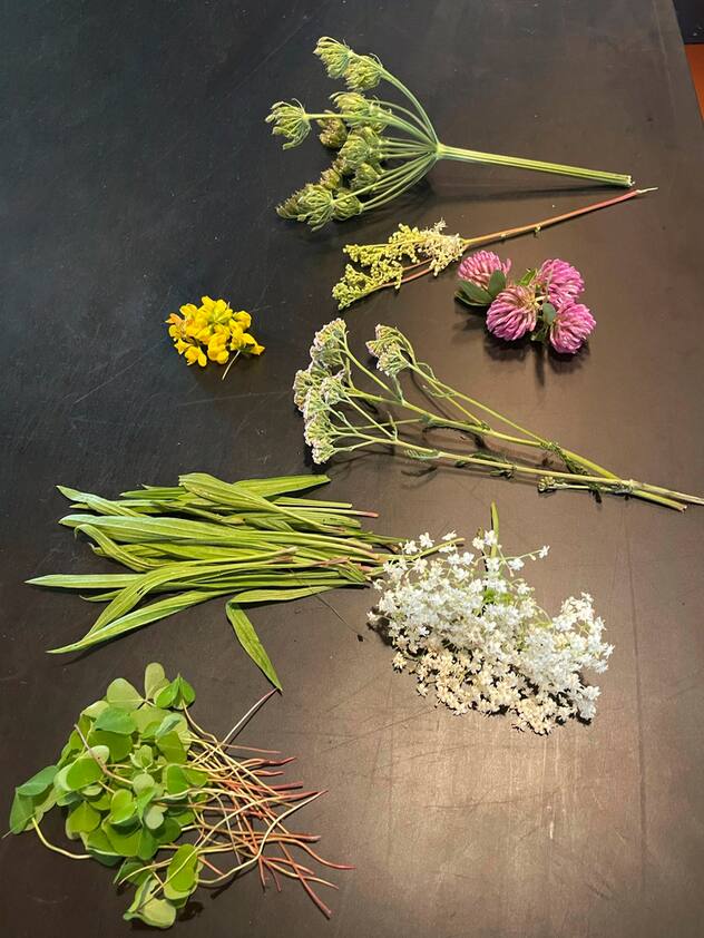 Herbes récoltées lors de l'atelier «cueillette et cuisine avec des plantes sauvages»