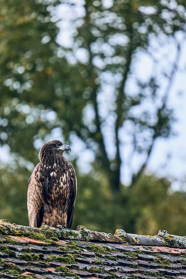 Les pygargues juvéniles adorent se percher sur les toits des communs du parc