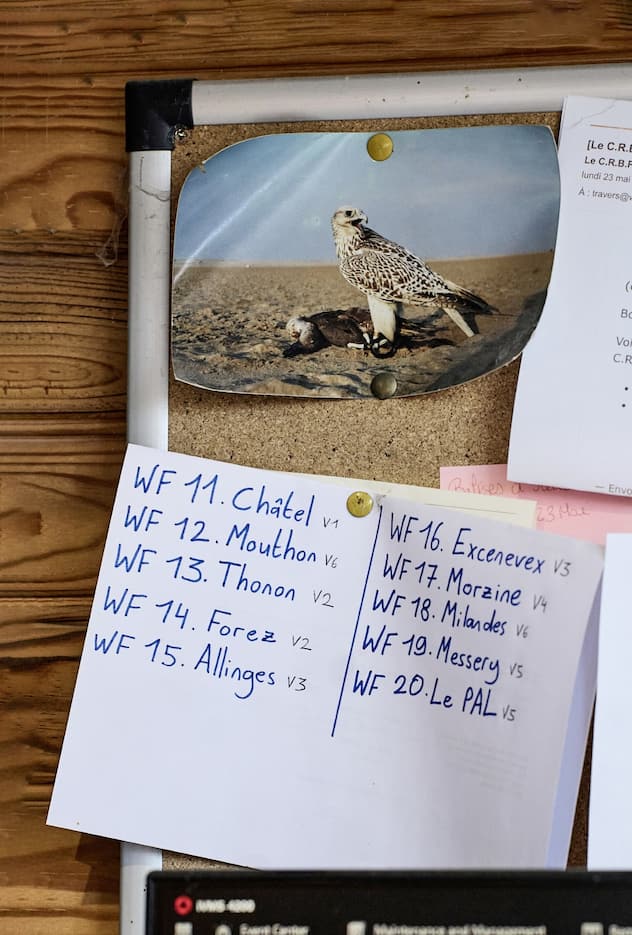Reportage réintroduction d'aigles en France et en Suisse