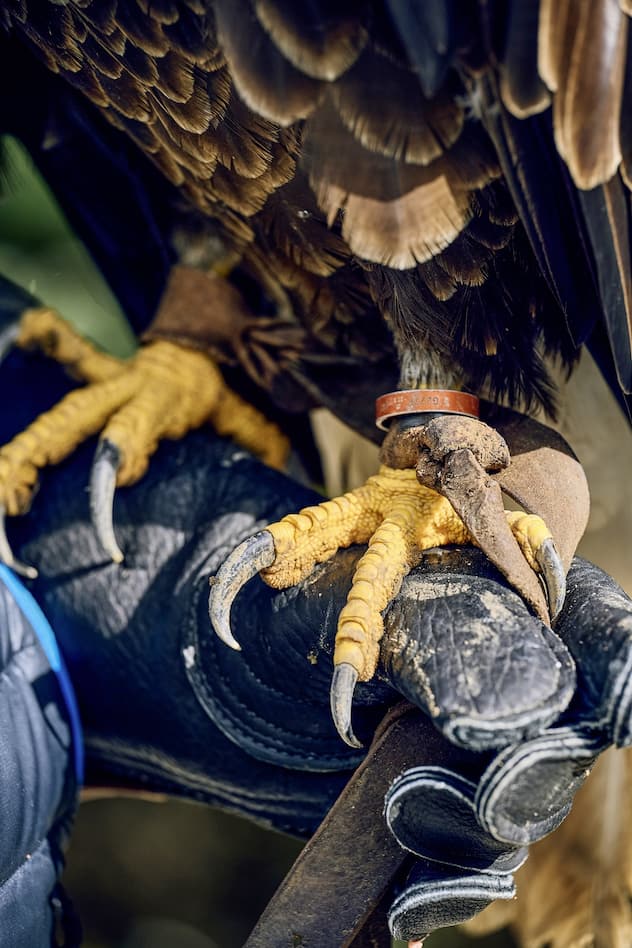 Sherkan, le pygargue à tête blanche mascotte du Servette HC de Genève, au parc des Aigles du Léman, à Sciez