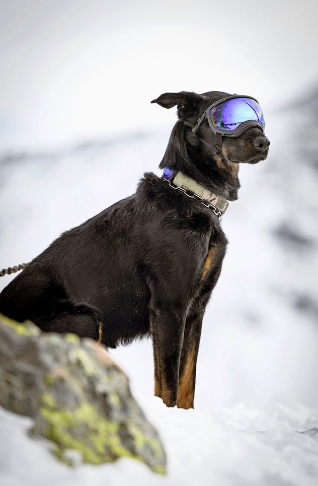 Formation de chiens d'avalanche