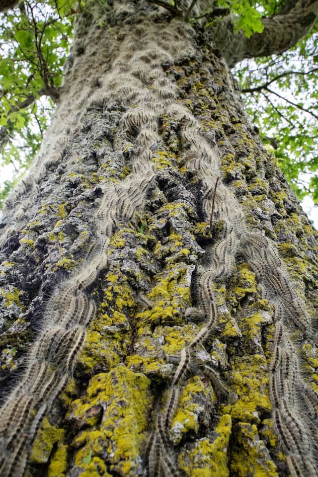  La processionnaire du chêne