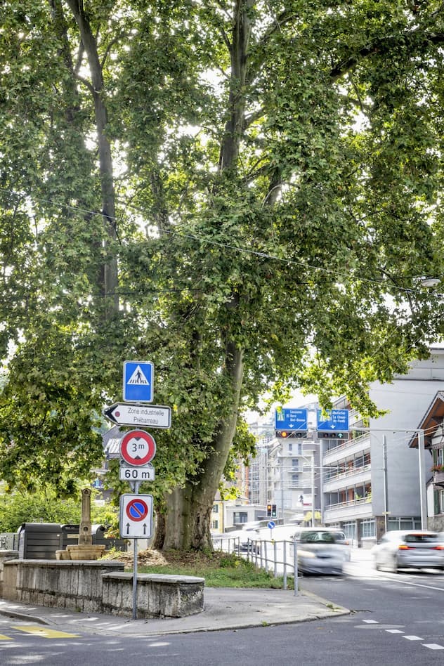 Un platane encerclé par la circulation de 164 ans à Neuchâtel