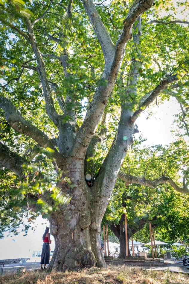 A Cully, un platane et un marronnier, surnommés les arbres du major Davel