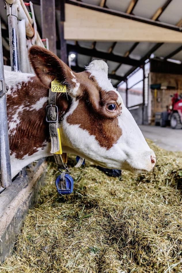 Visite à la ferme Roy à Porrentruy un jour de soins vétérinaires où les vaches sont atteintes de la maladie de la langue bleue
