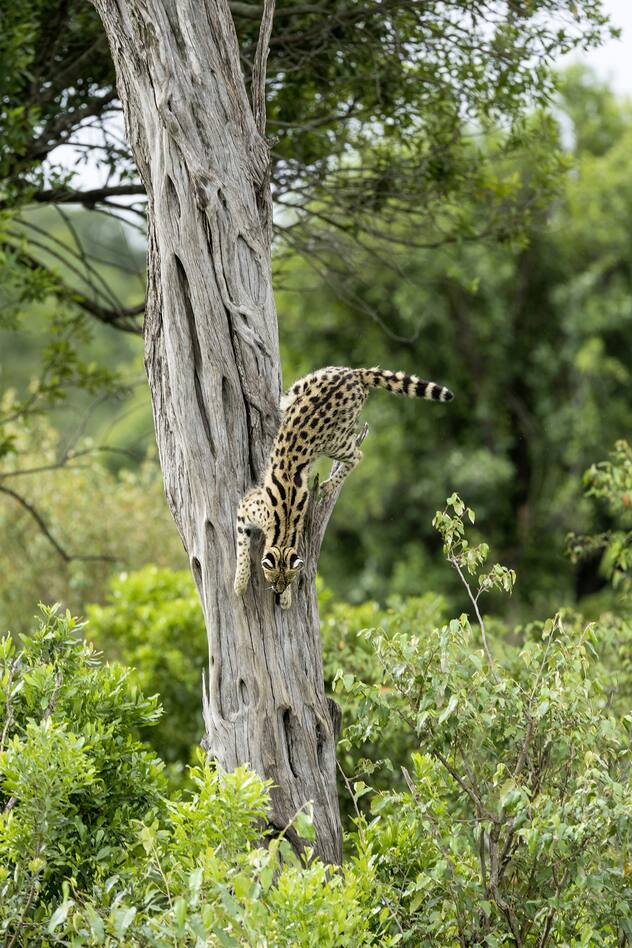 Kenya, Réserve nationale du Masai-Mara, serval (Felis serval), descendant d'un arbre où il était réfugié // Kenya, Masai-Mara game reserve, serval (Felis serval), leaving a tree where h escaped