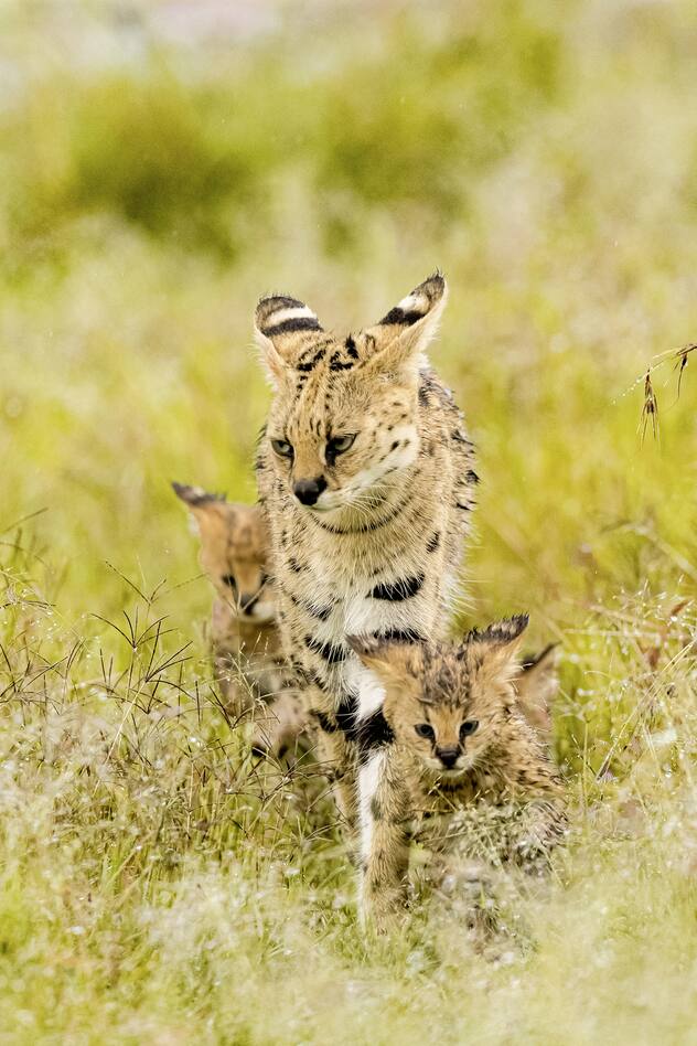 Serval dans la savane du Masai-Mara - Kenya, Afrique / Serval in the savannah of Masai-Mara - Kenya, Africa / Leptailurus serval