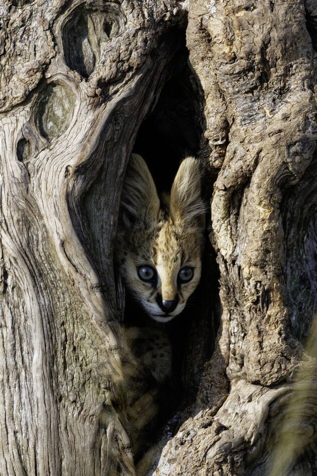 Jeune serval caché dans un trou dans un tronc d'arbre - Afrique / Young serval hidden in a hole in a tree trunk - Kenya, Africa / Leptailurus serval