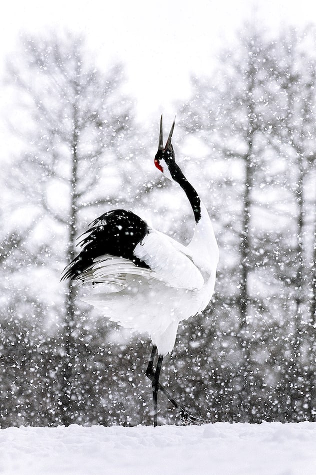 Grue du Japon en parade nuptiale sous la neige à Hokkaïdo - Japon, Asie de l'Est / Red-crowned crane in courtship ritual under snow in Hokkaido - Japan, East Asia / Grus japonensis