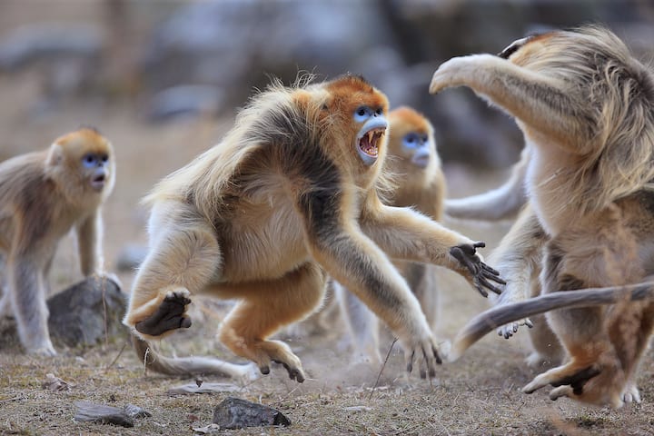 Golden Snub-nosed Monkey (Rhinopithecus roxellana) males fighting during mating season, Qinling Mountains, China